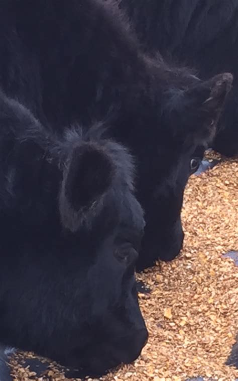 crack corn benefits|Cattle Nutrition: FAQ.